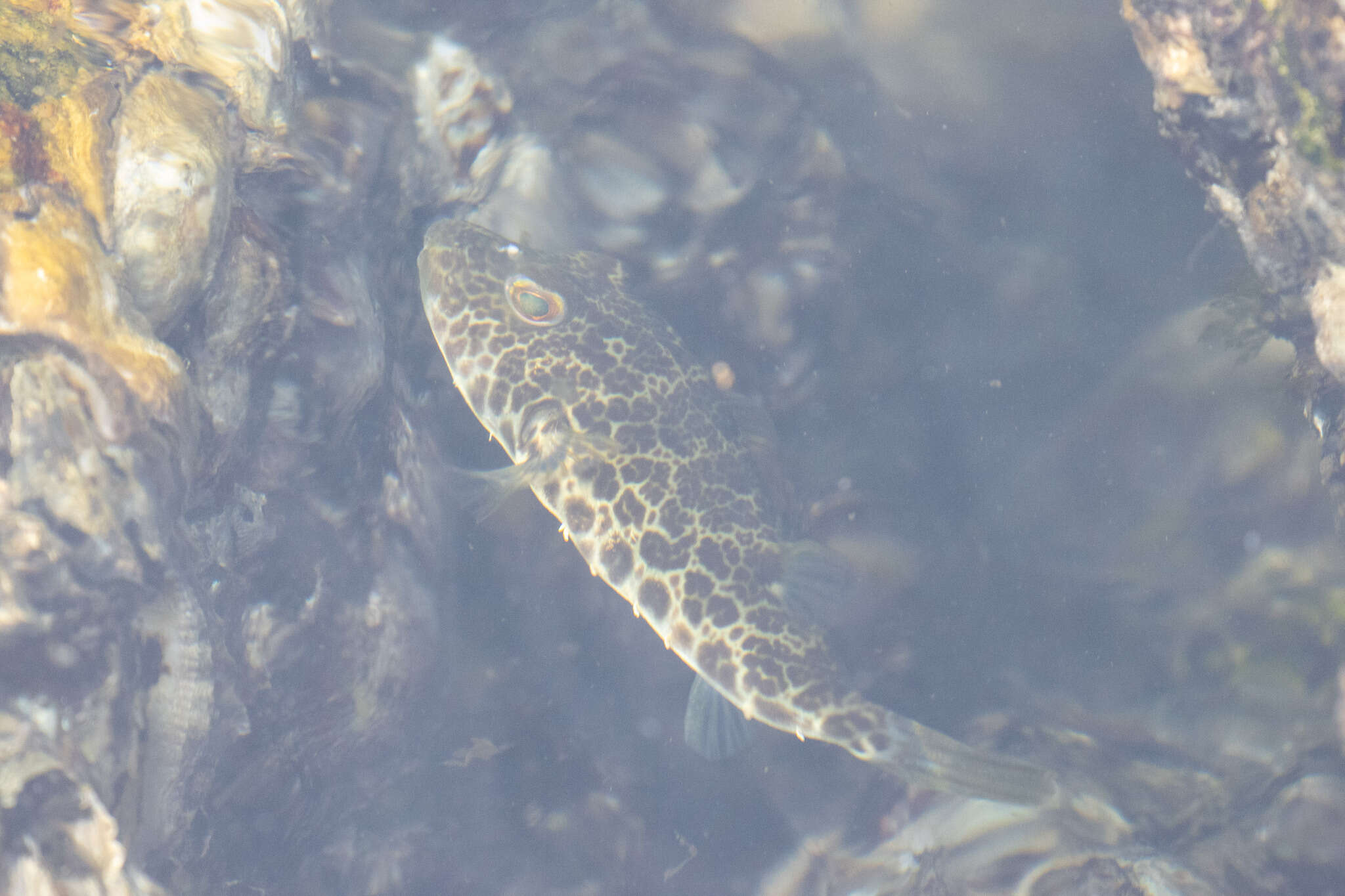 Image of Caribbean Puffer