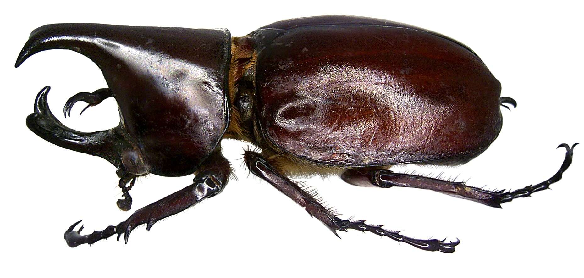 Image of Xylotrupes socrates Schauffus 1864