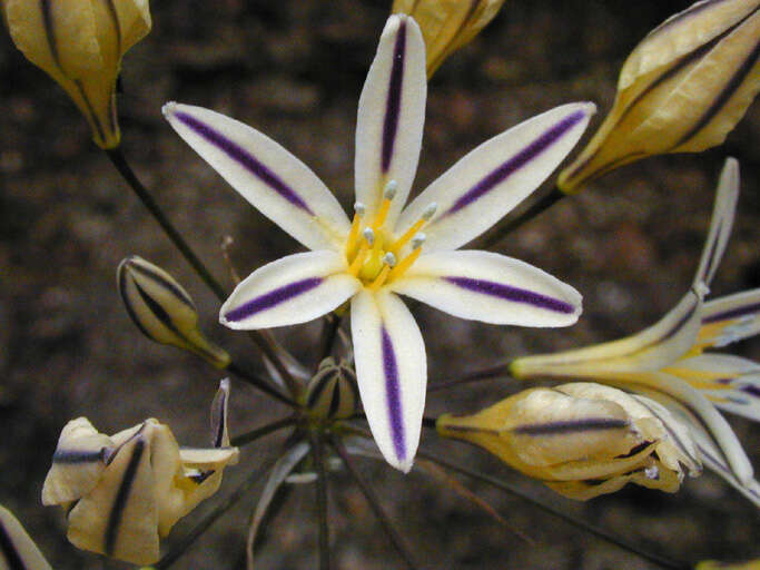 Image of Henderson's triteleia