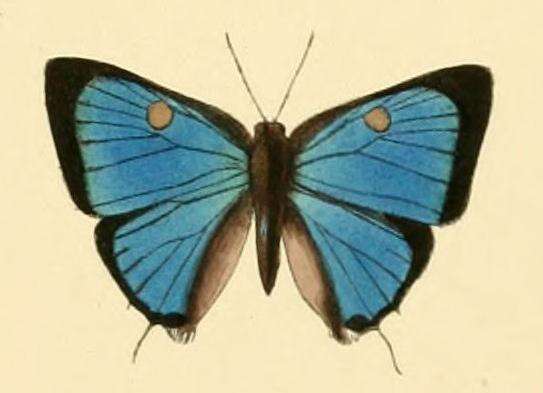 صورة Parrhasius orgia (Hewitson 1867)