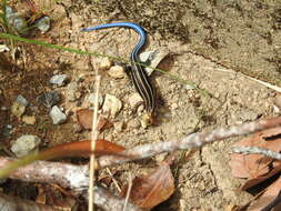 Image of Barbour's Eyelid Skink