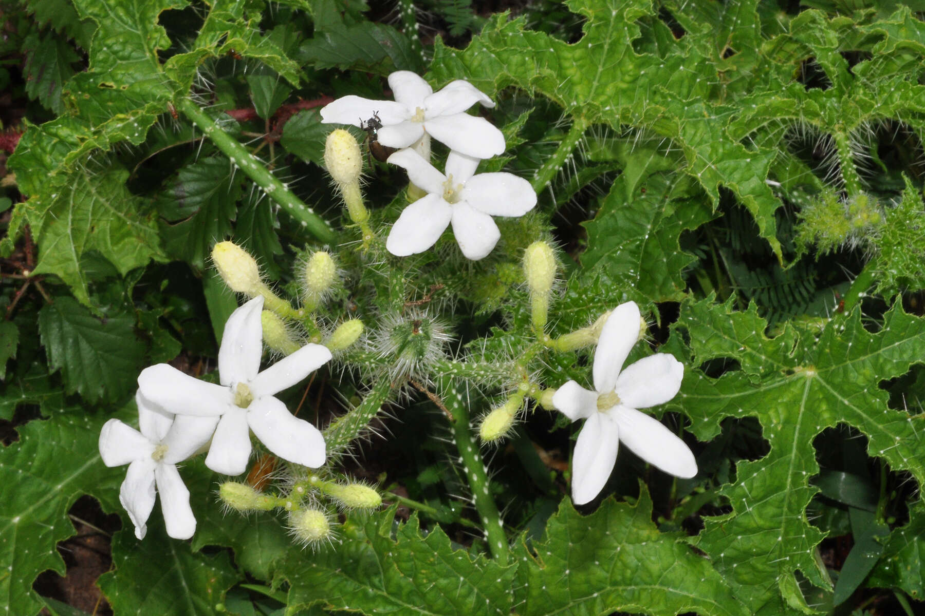 Image of Texas bullnettle