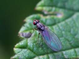 Image of Pomace fly