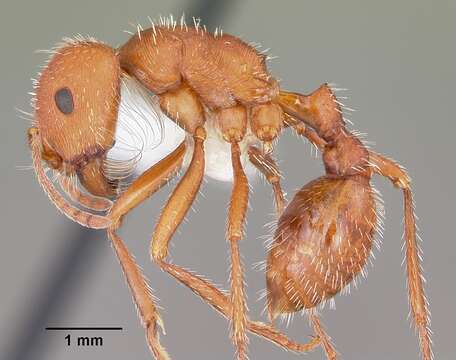 Image of Pogonomyrmex comanche Wheeler 1902