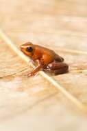 Image of Poison dart frog