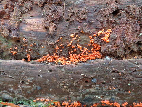 Image of Egg-shell Slime Mould