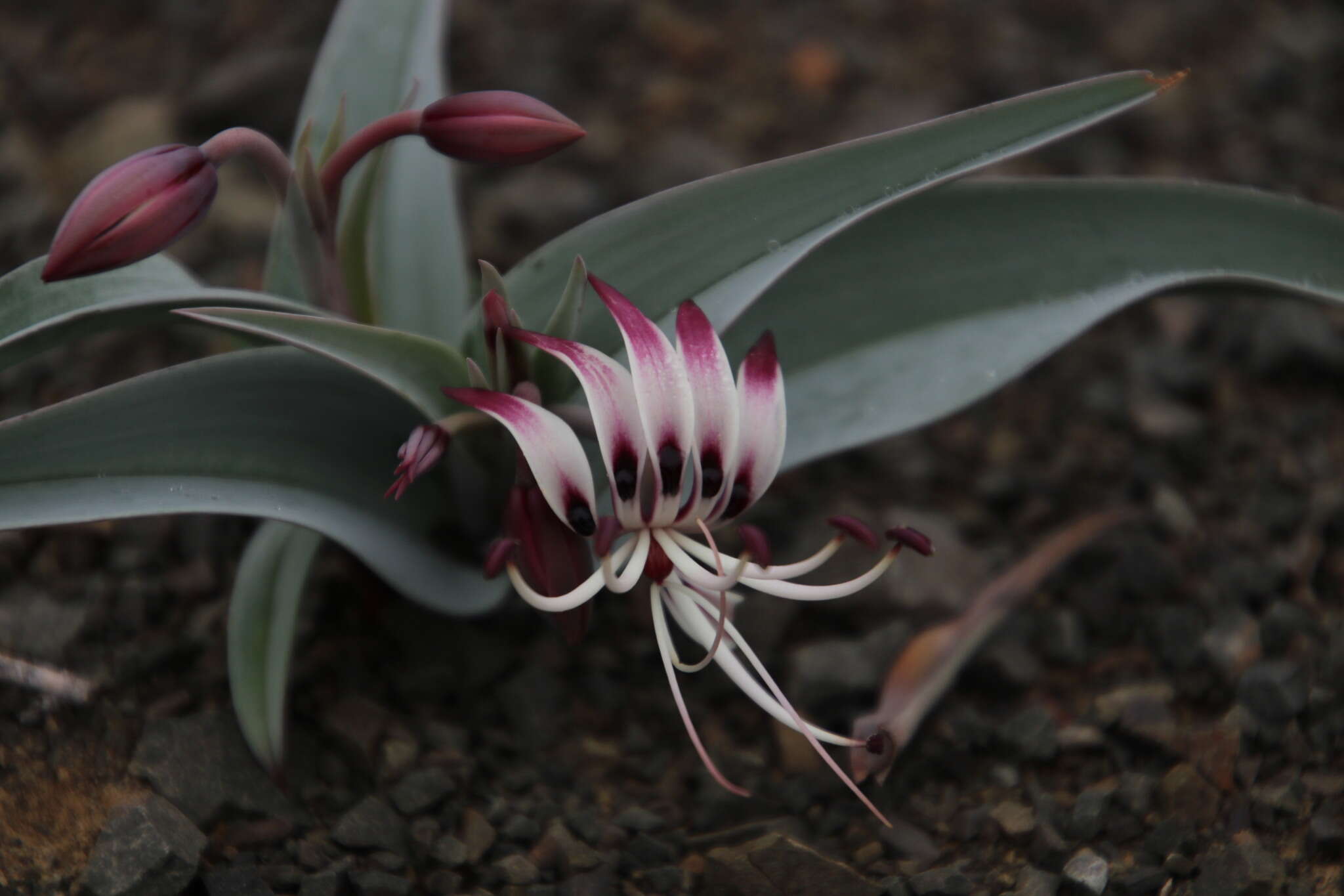 Image of Ornithoglossum undulatum Sweet