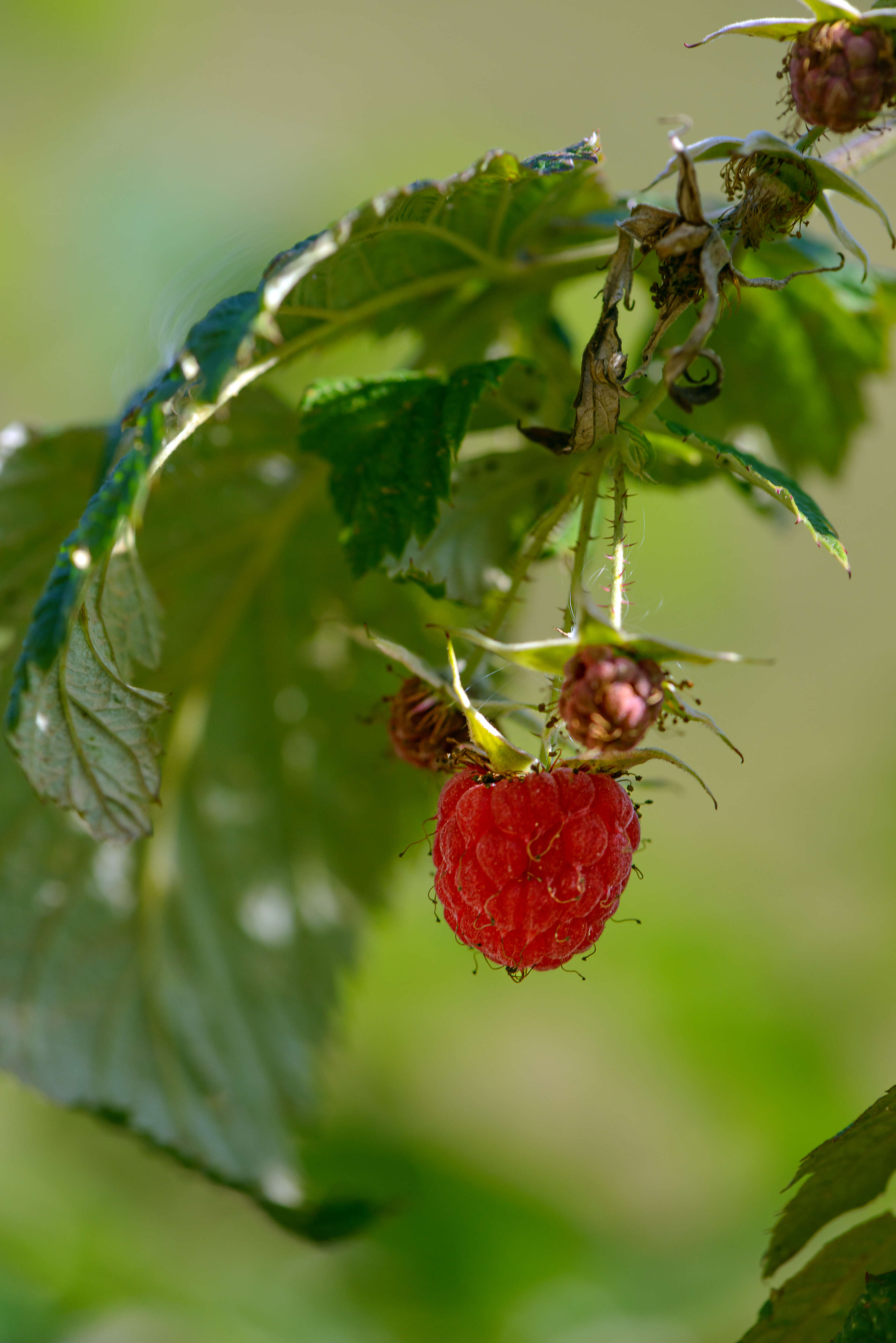 Image of Raspberry