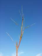 Panicum dichotomiflorum Michx. resmi