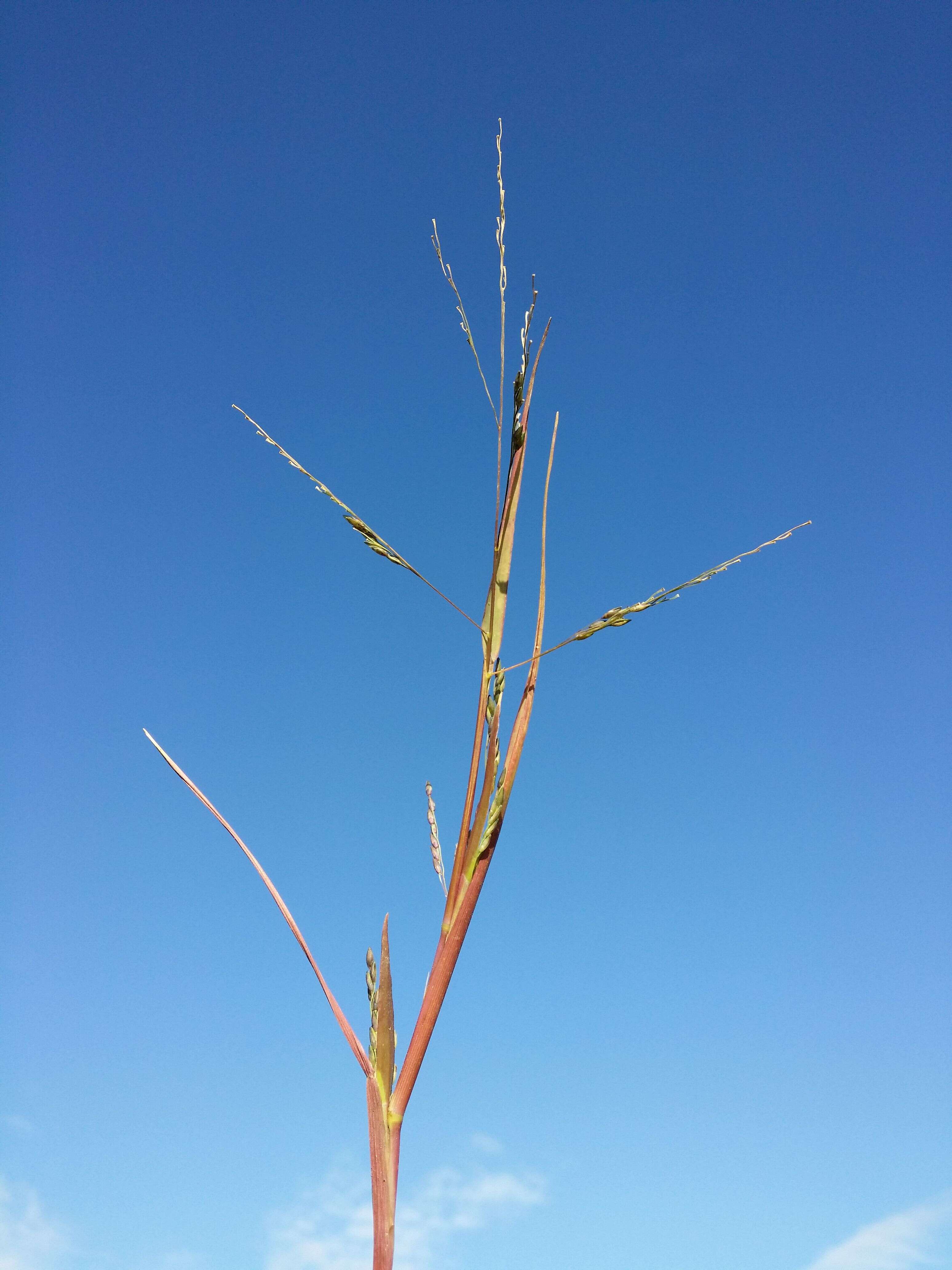 Panicum dichotomiflorum Michx. resmi