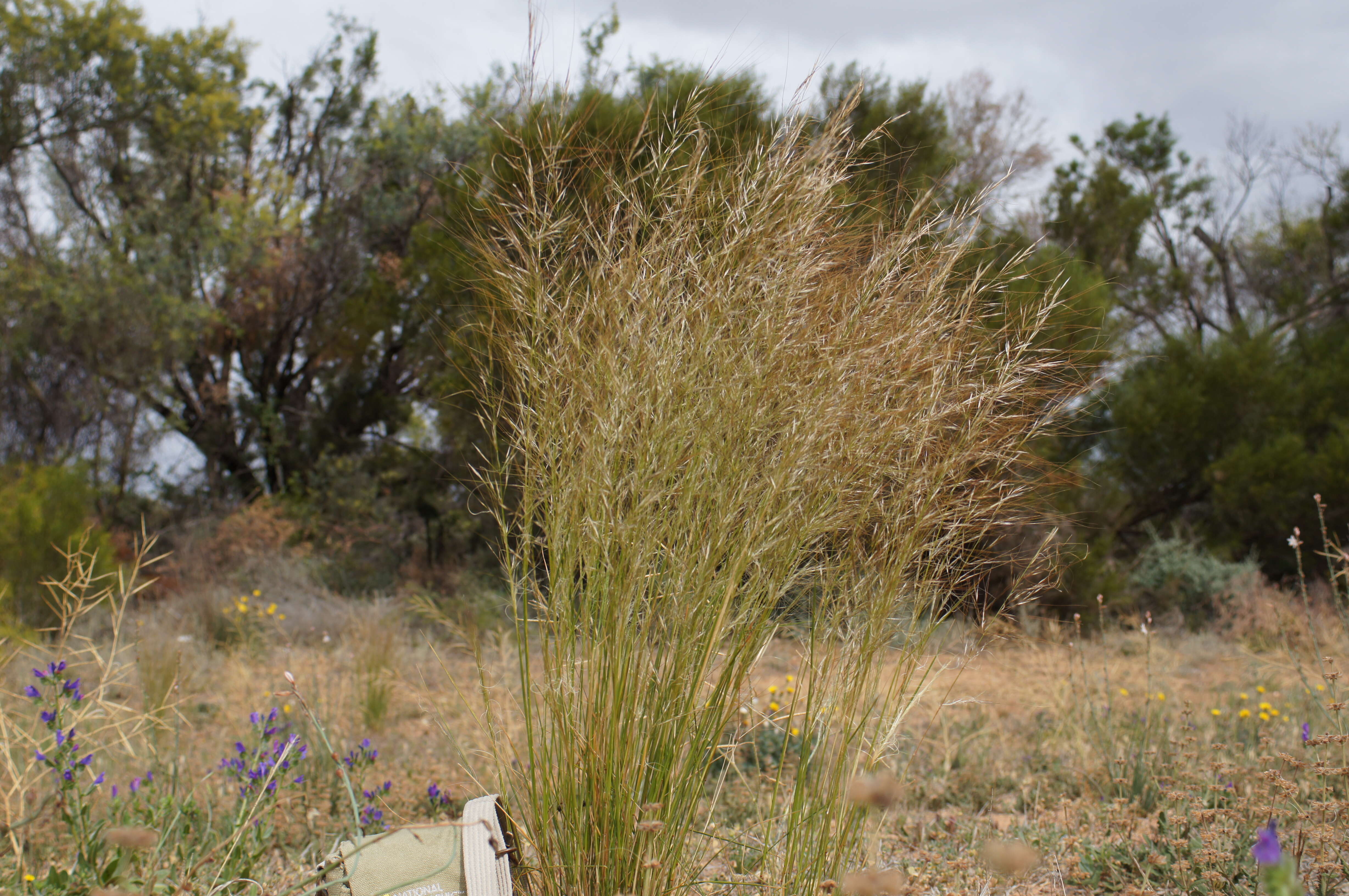 Image of Austrostipa nodosa (S. T. Blake) S. W. L. Jacobs & J. Everett