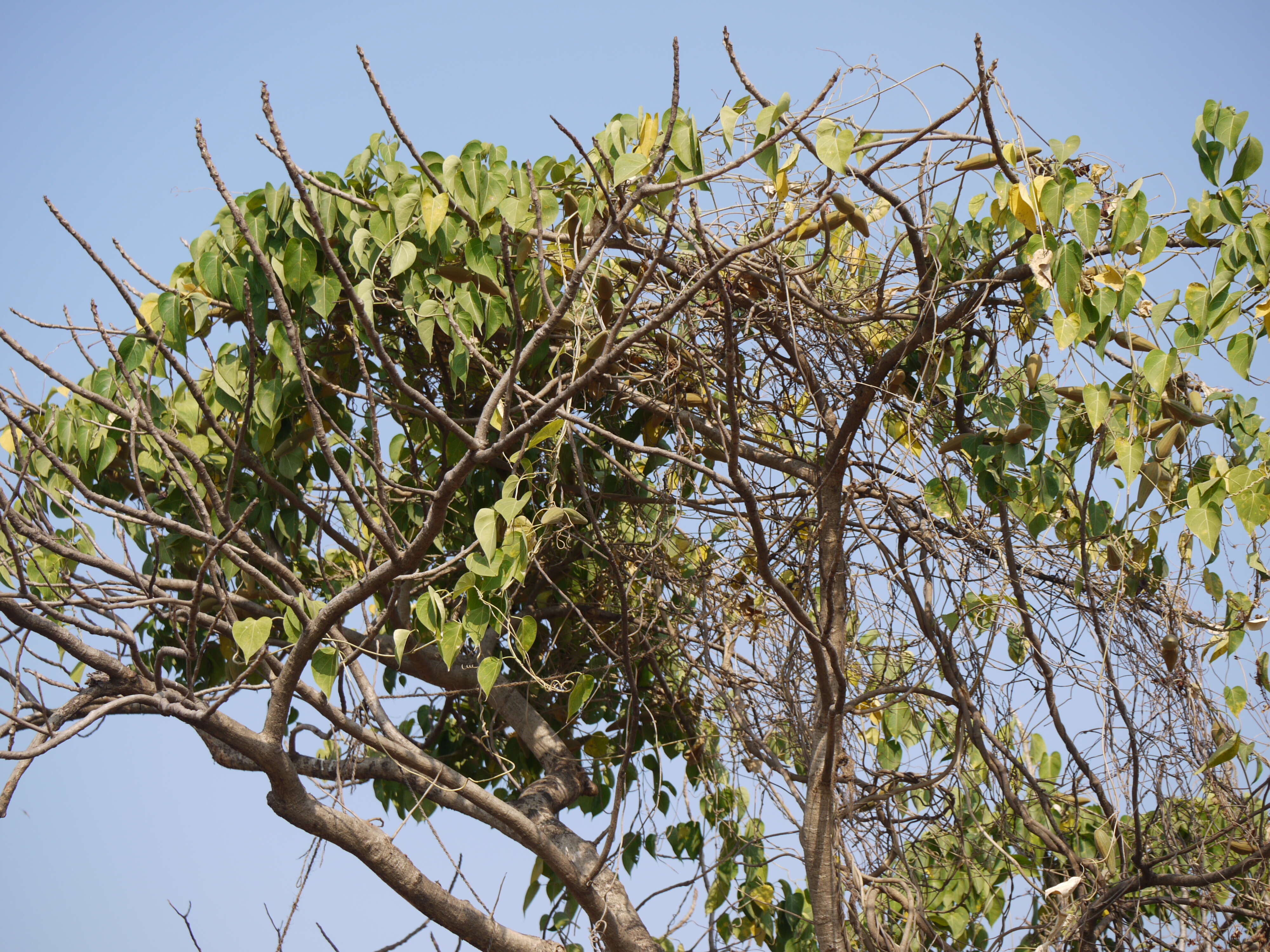 Image of Marsdenia volubilis (L. fil.) Cooke