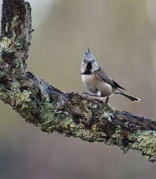 Image of Lophophanes Kaup 1829