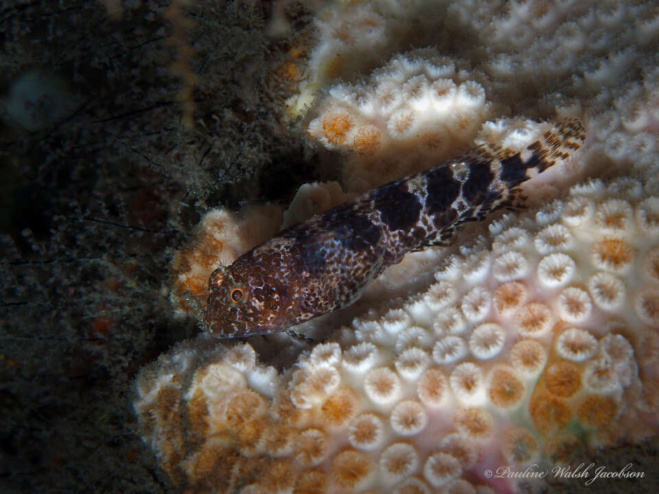 Image of Barred Blenny