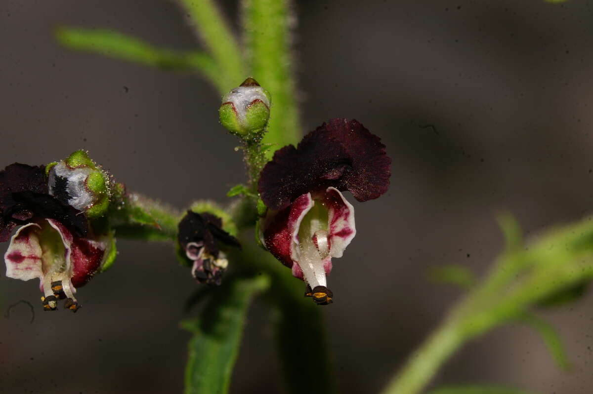 Scrophularia canina L. resmi