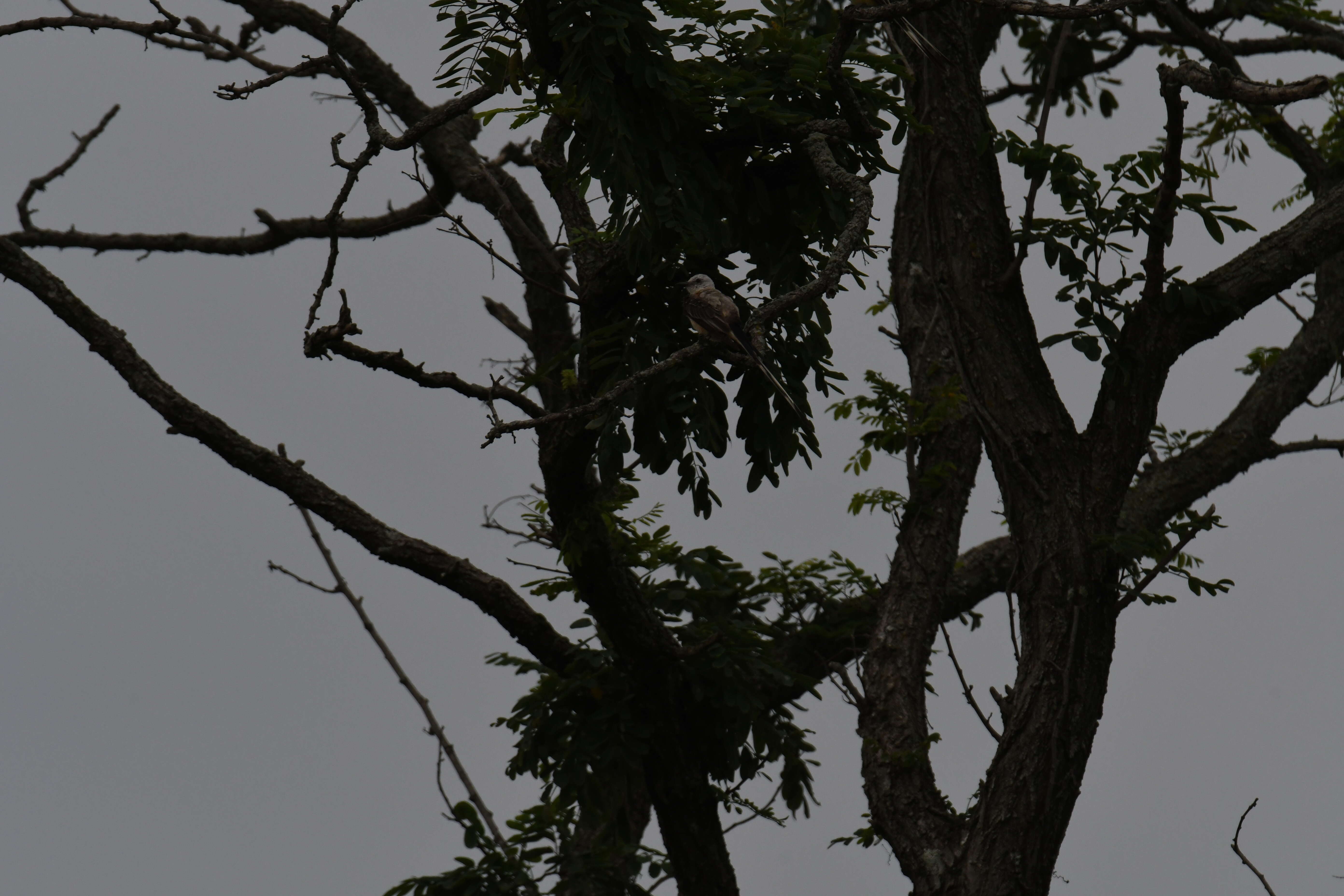 Image of Scissor-tailed Flycatcher