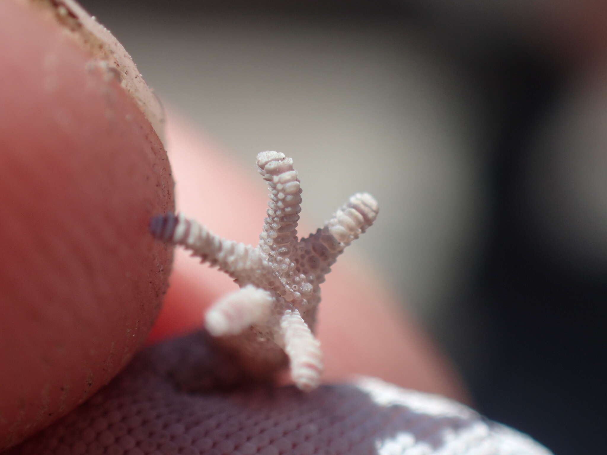 Image of Pointed Thick-toed Gecko