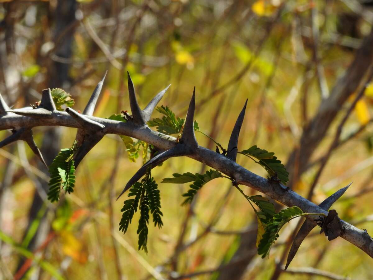 Image of bull horn acacia