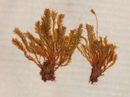 Rhizogonium novae-hollandiae Bridel 1827的圖片