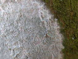 Image of blemished lichen