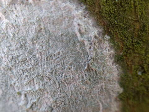 Image of blemished lichen