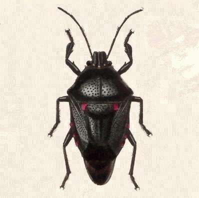 Image of Oplomus (Oplomus) mundus Stål 1862