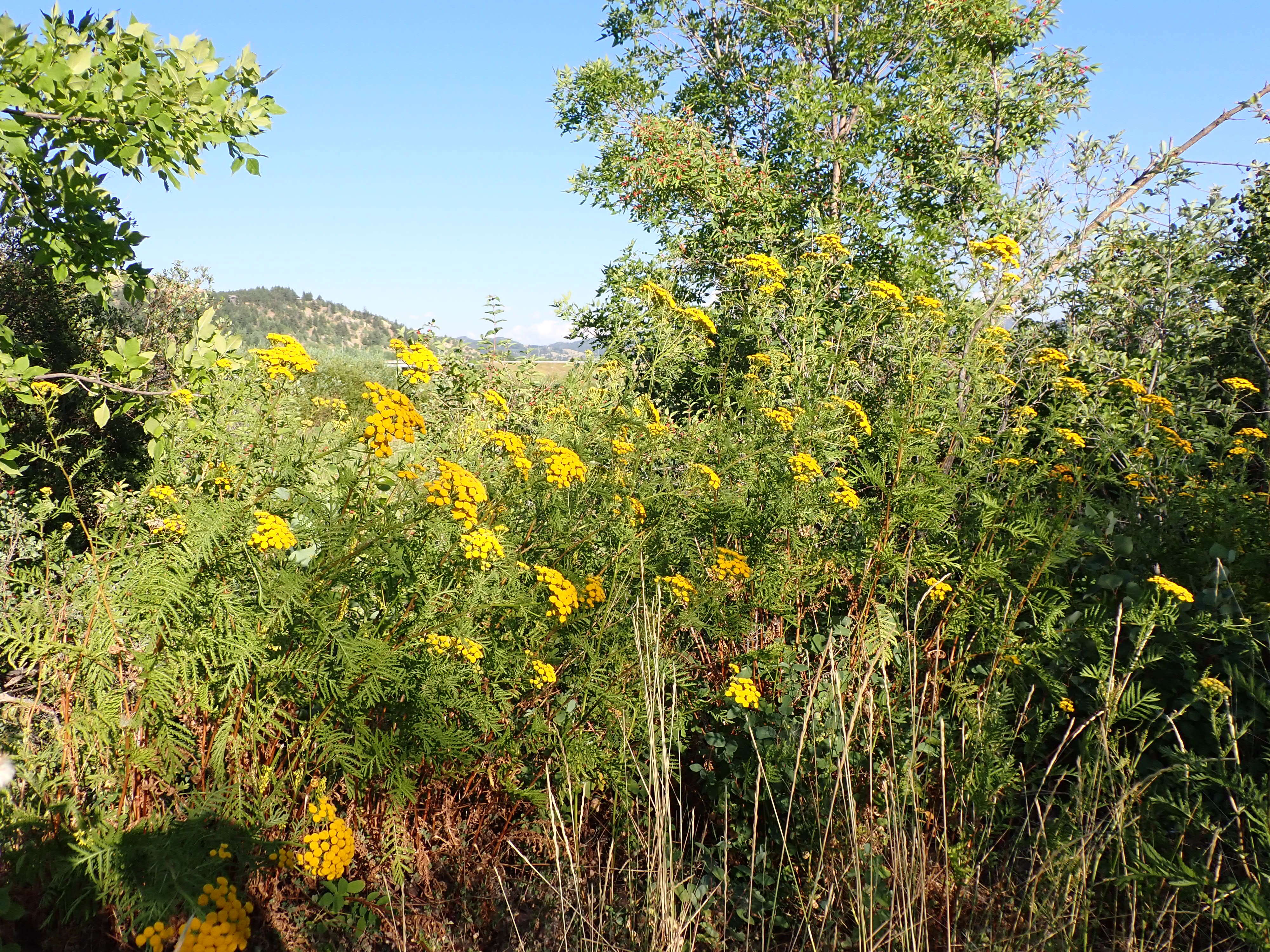 Image of common tansy