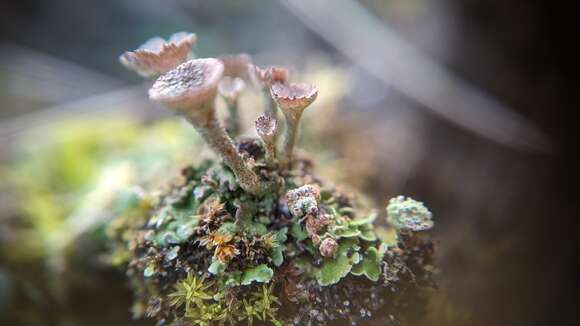 Image of Cladonia pocillum