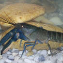 Image of Cherax boesemani