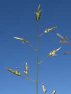 Image of Australian lovegrass