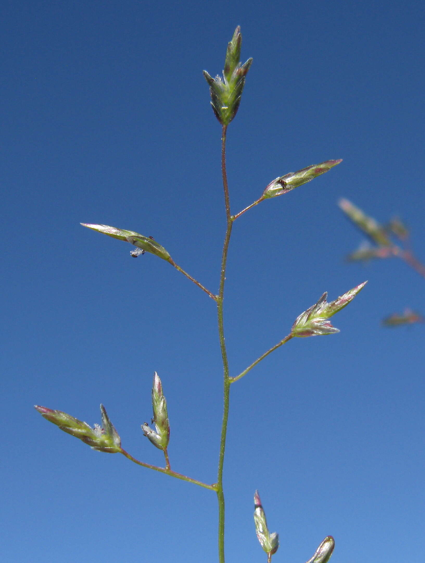 Image of Australian lovegrass