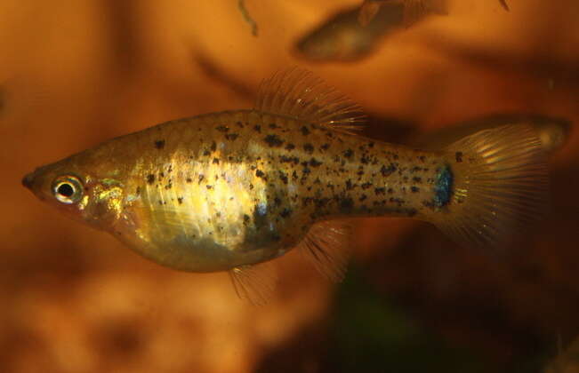 Image of Catemaco platyfish