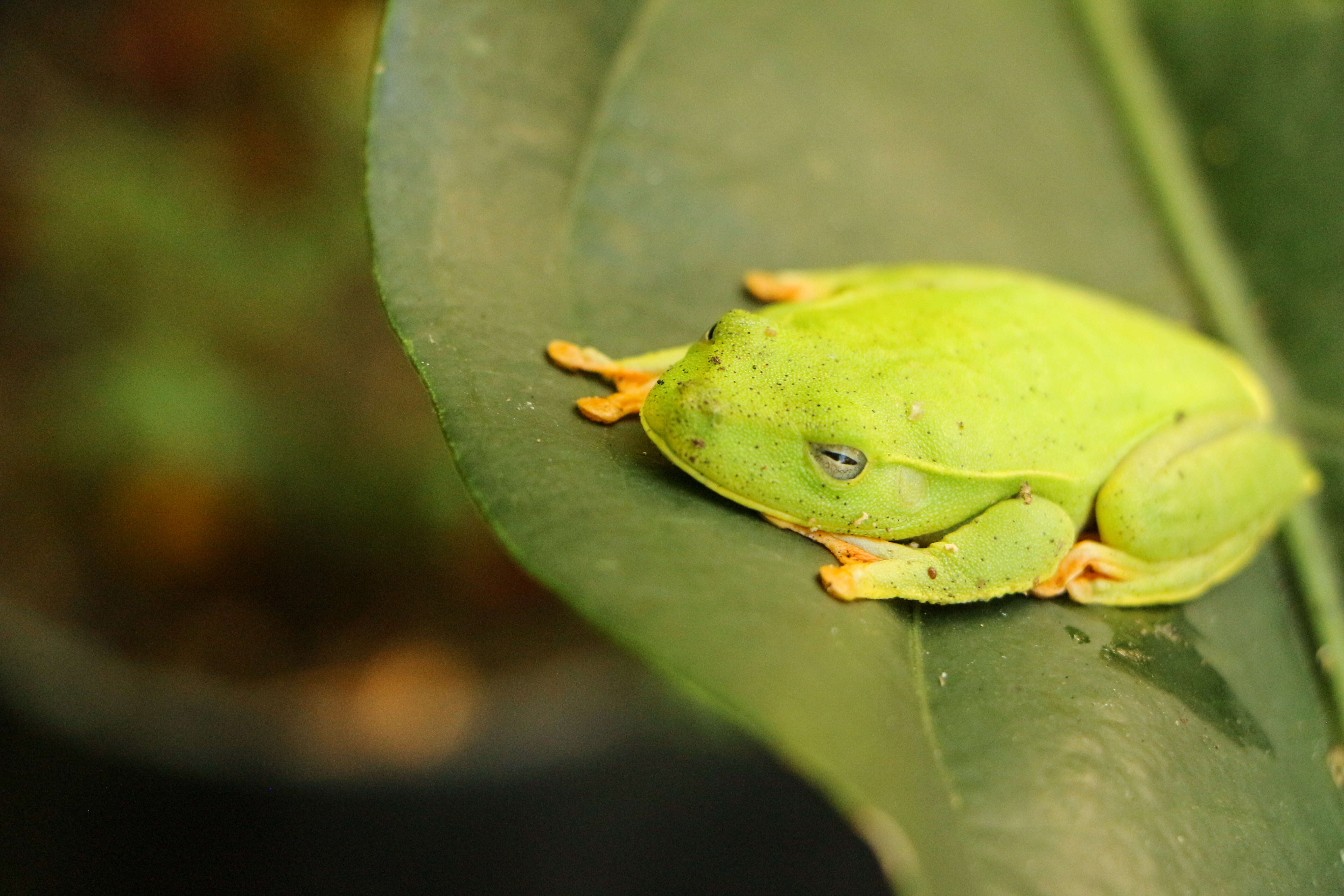 Image of Boana albomarginata