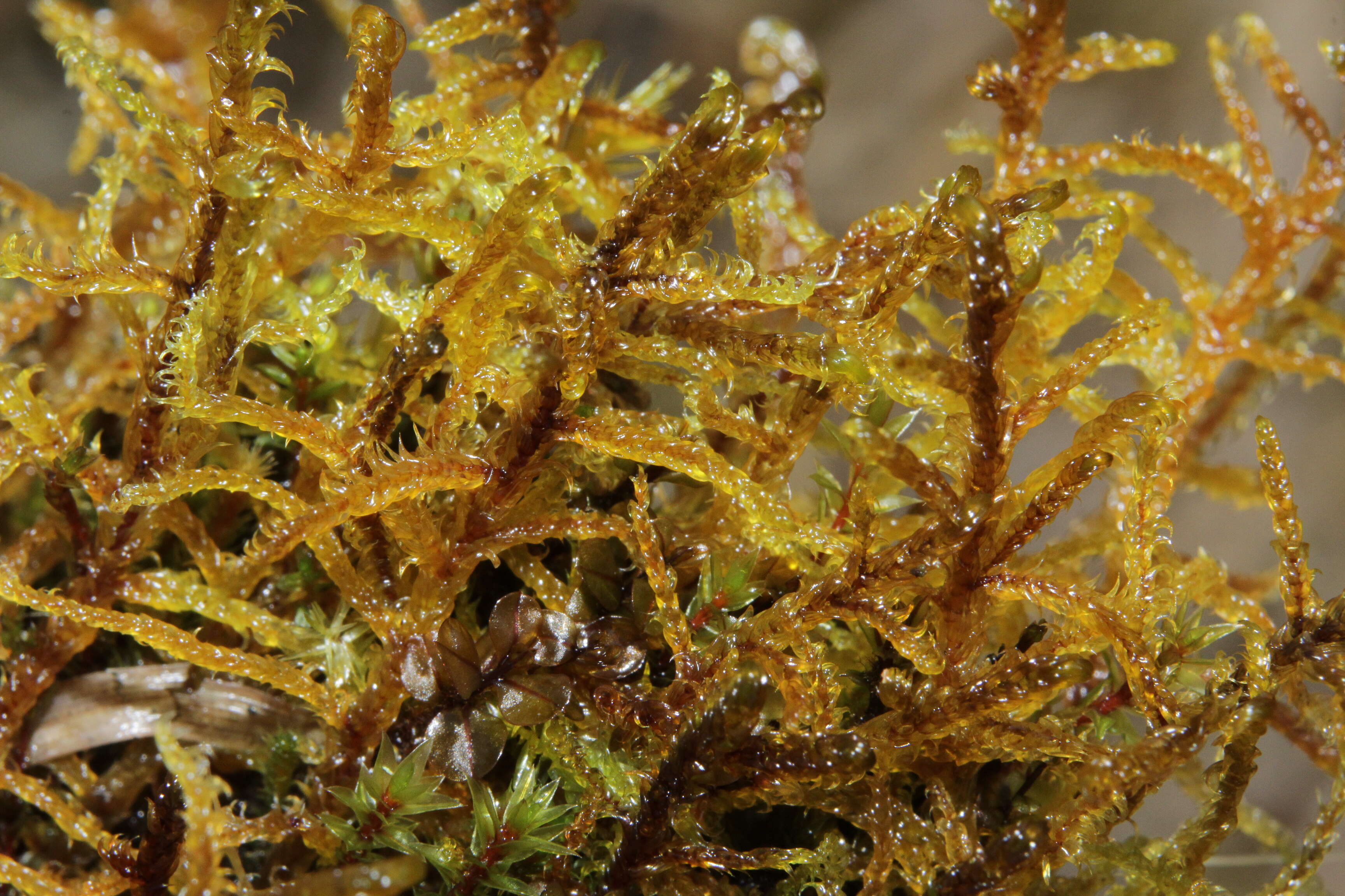 Image of hamatocaulis moss