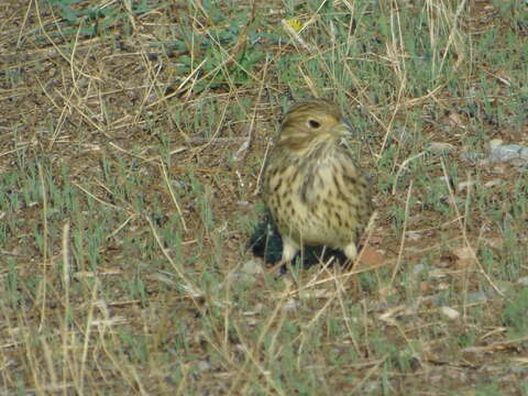 Image of Corn Bunting