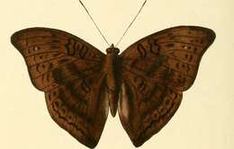 Imagem de Euryphura plautilla Hewitson 1865