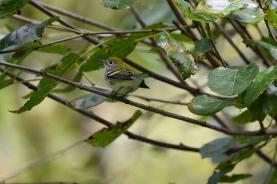 Image of Chestnut-sided Warbler