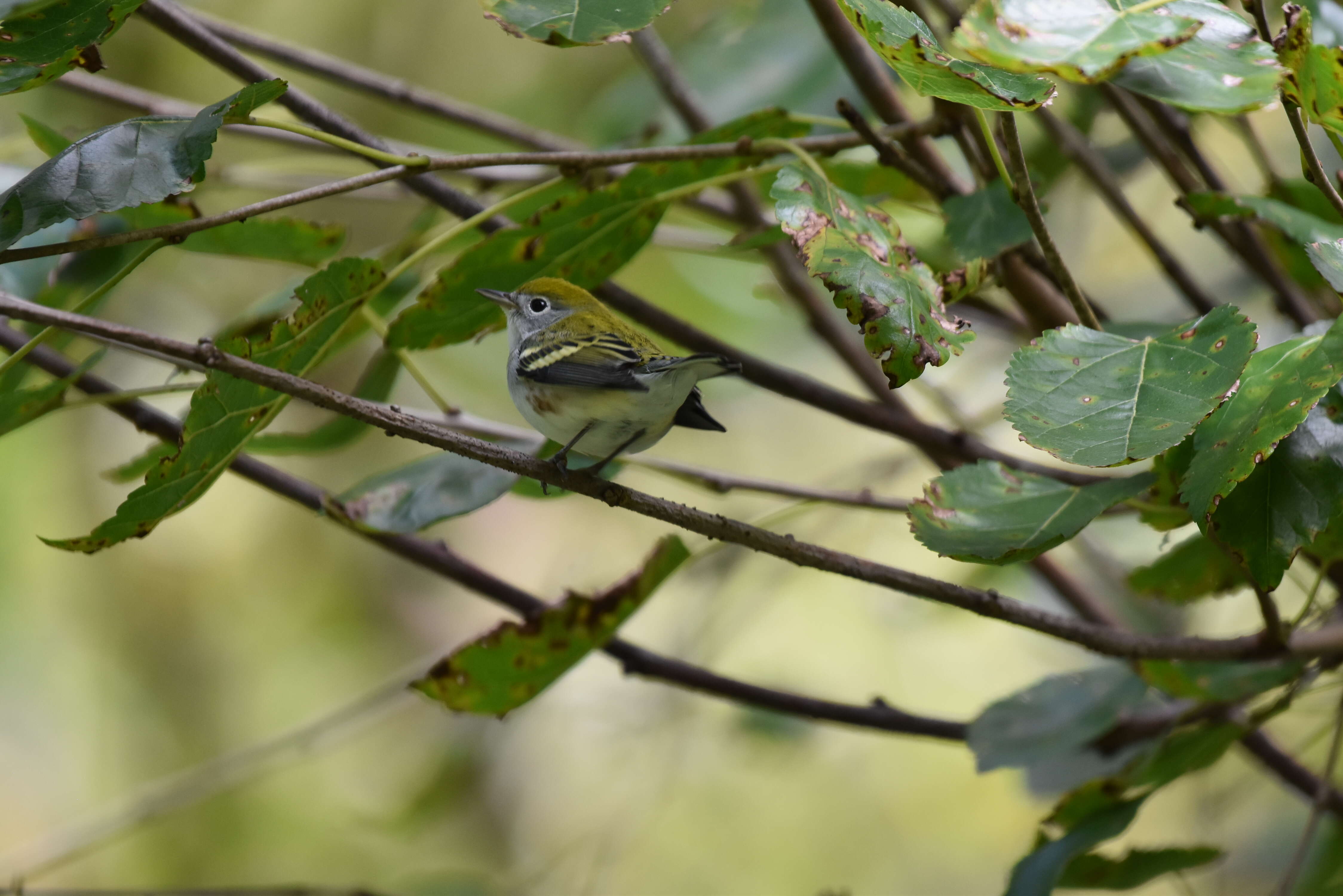 Image of Chestnut-sided Warbler