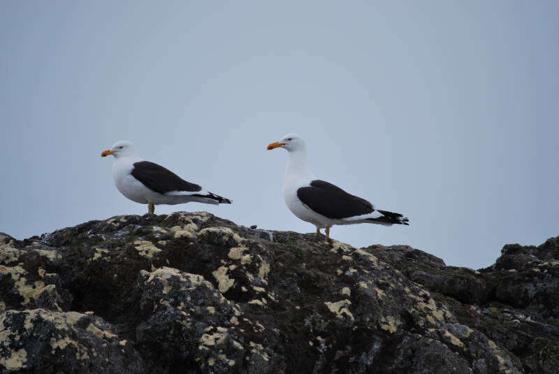 Image of Kelp Gull