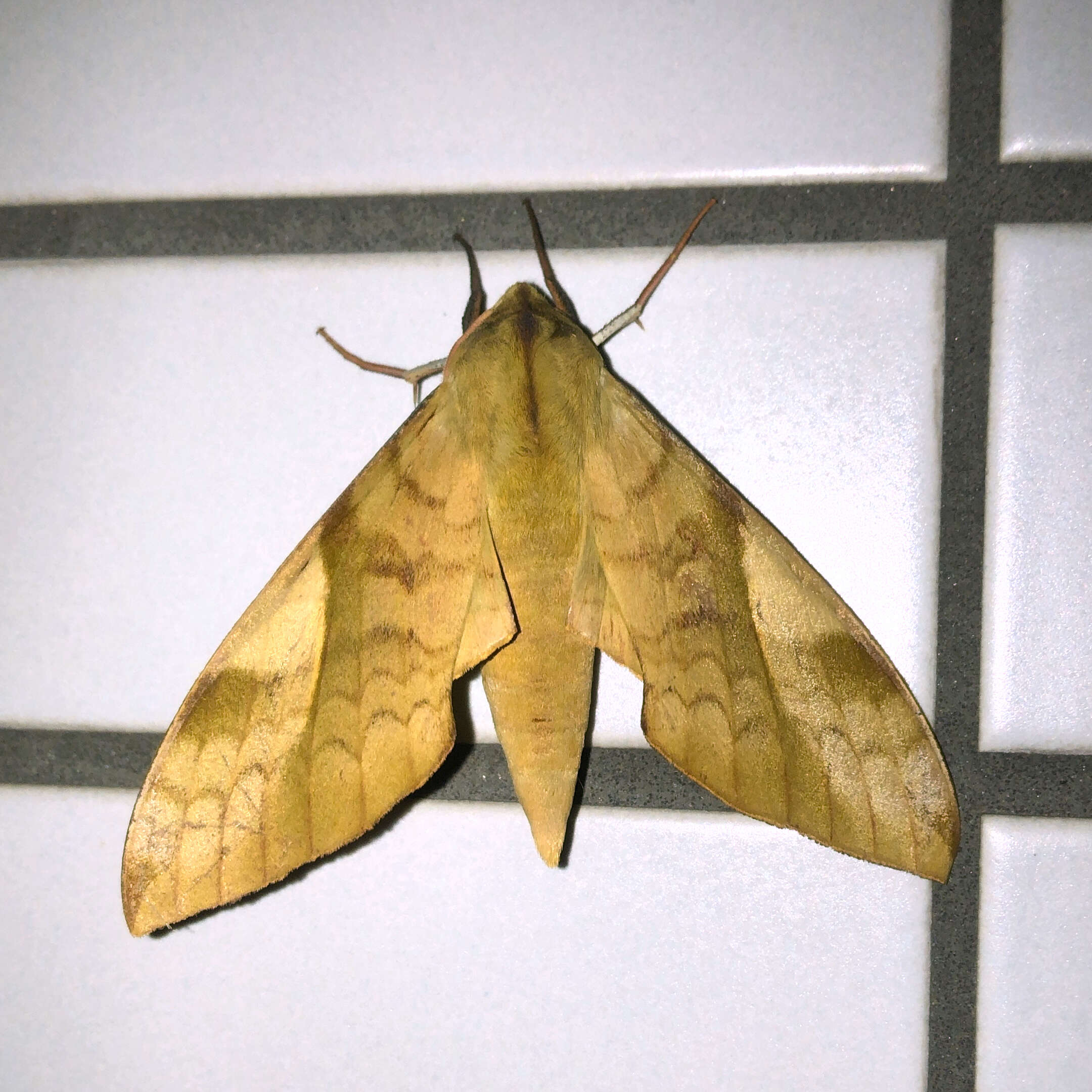 Image of Clanis bilineata (Walker 1866)