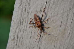 Image of Pine Seed Bug