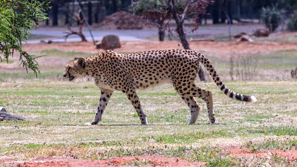 Image of Acinonyx Brookes 1828