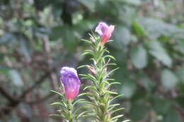 Strobilanthes integrifolius (Dalz.) Kuntze resmi