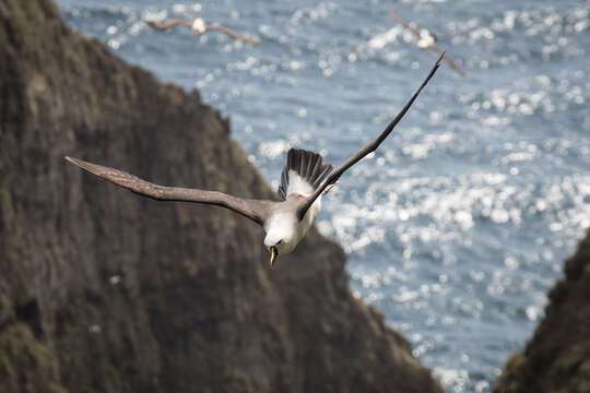 Image of Indian Yellow-nosed Albatross