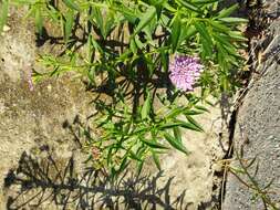 Plancia ëd Iberis umbellata L.