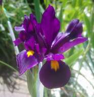 Image of Iris filifolia Boiss.