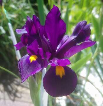 صورة Iris filifolia Boiss.