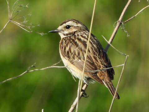 Image of Whinchat