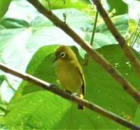 Image of Vanuatu White-eye