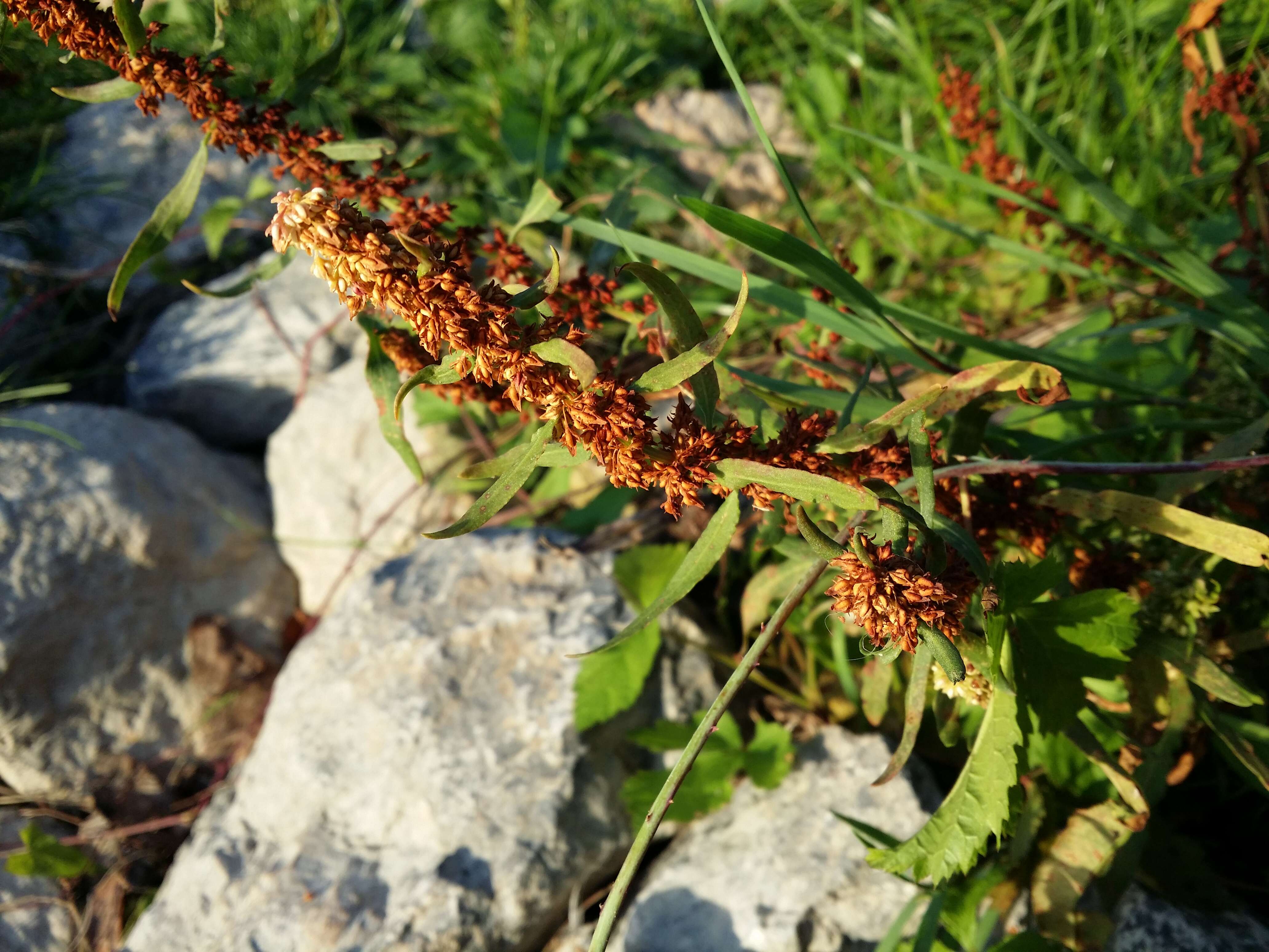 Rumex palustris Sm. resmi